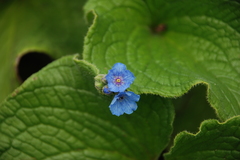 Paracaryum malabaricum